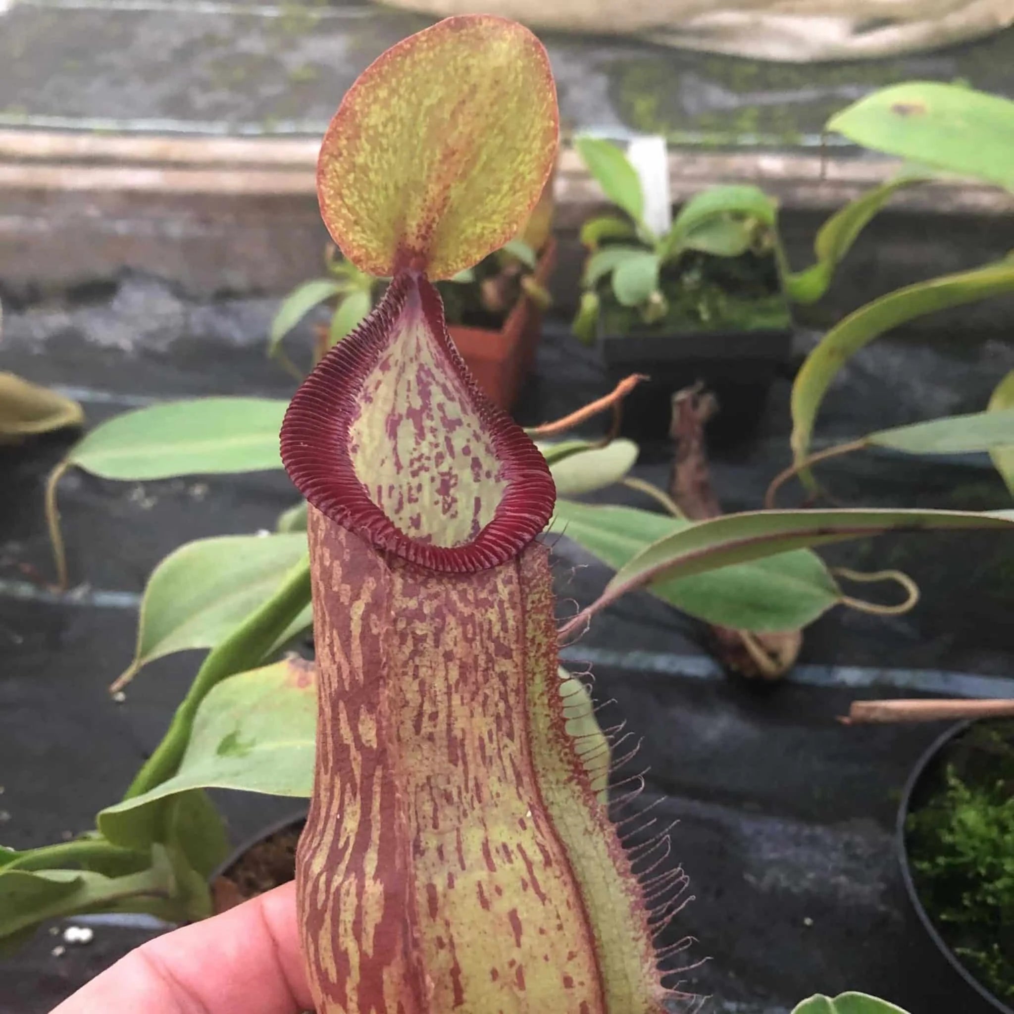 Nepenthes thorellii (true) x hamata, 8-10 cm 大森食虫植物農園