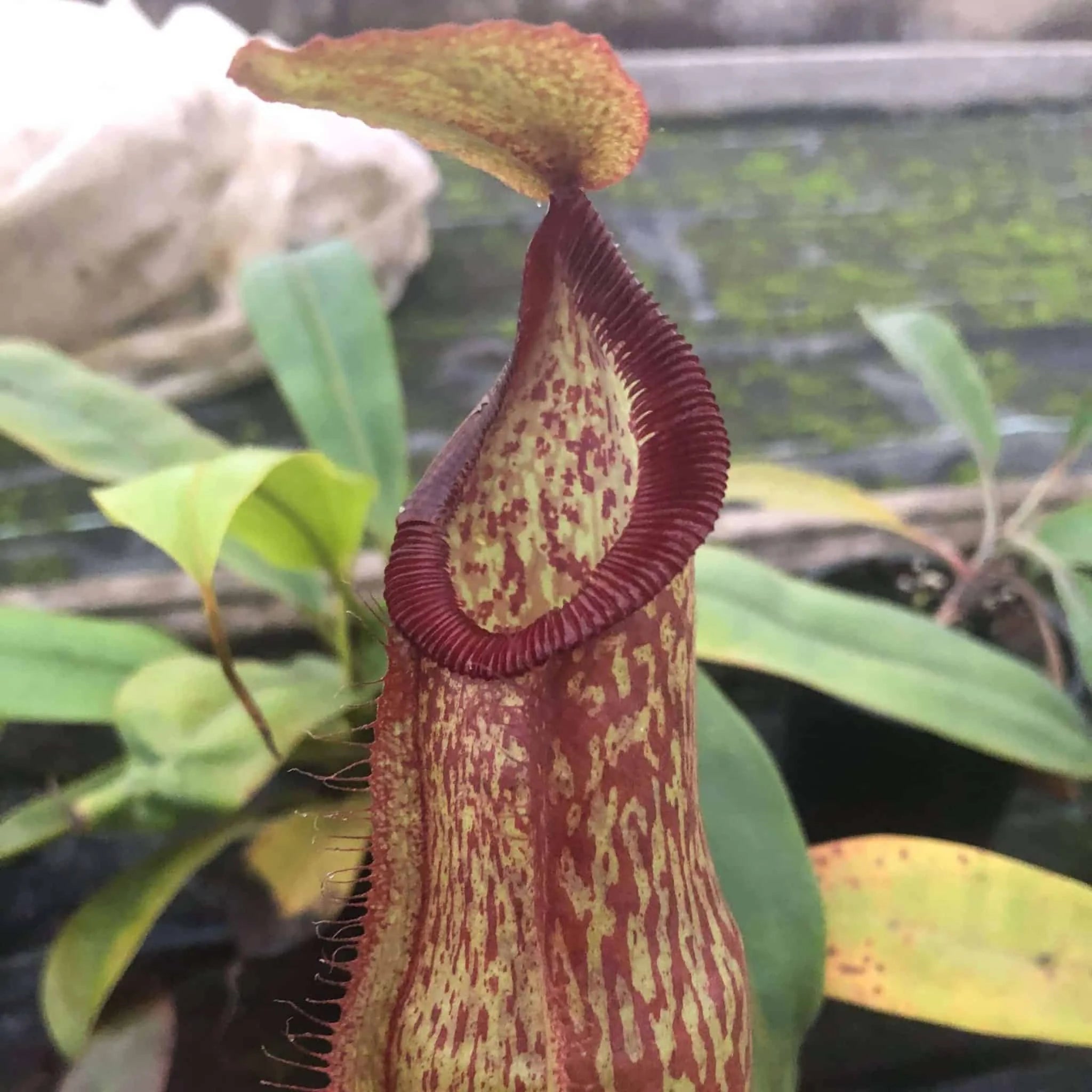 Nepenthes thorellii (true) x hamata, 8-10 cm 大森食虫植物農園