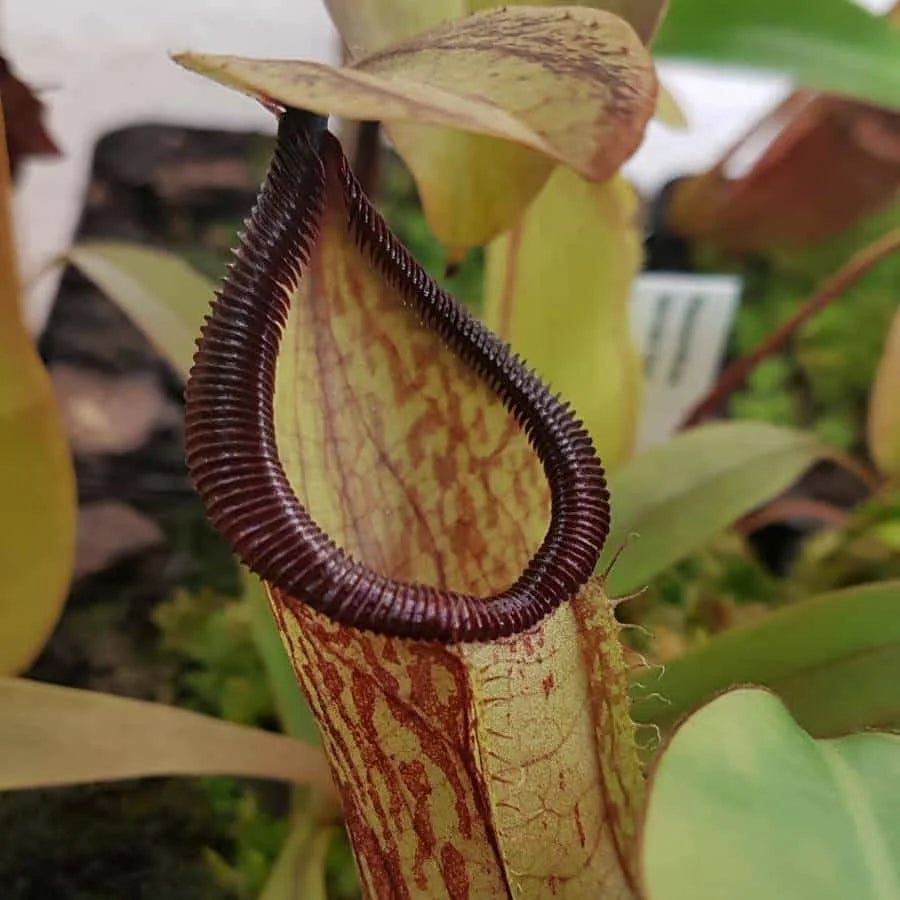Nepenthes thorellii (true) x lowii, 15-20 cm 大森食虫植物農園