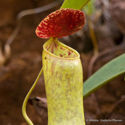 Nepenthes tomoriana (Tomori Bay, Sulawesi) 大森食虫植物農園