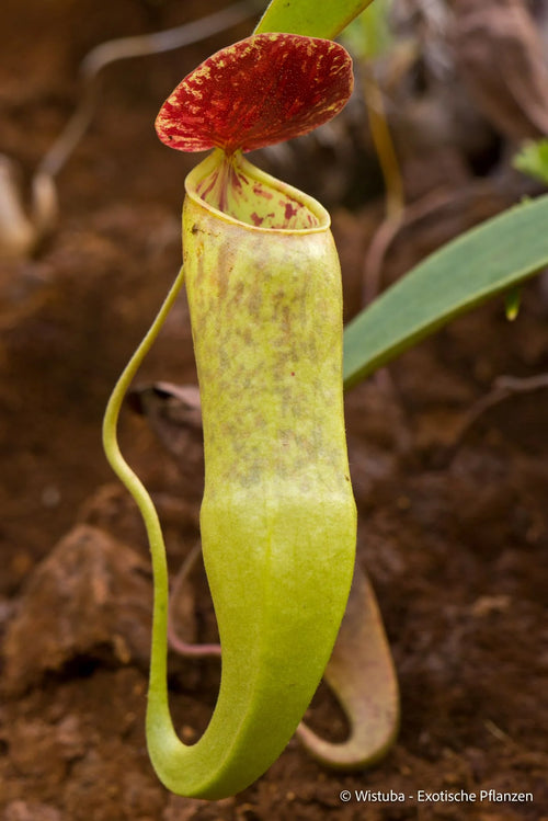 Nepenthes tomoriana (Tomori Bay, Sulawesi) 大森食虫植物農園