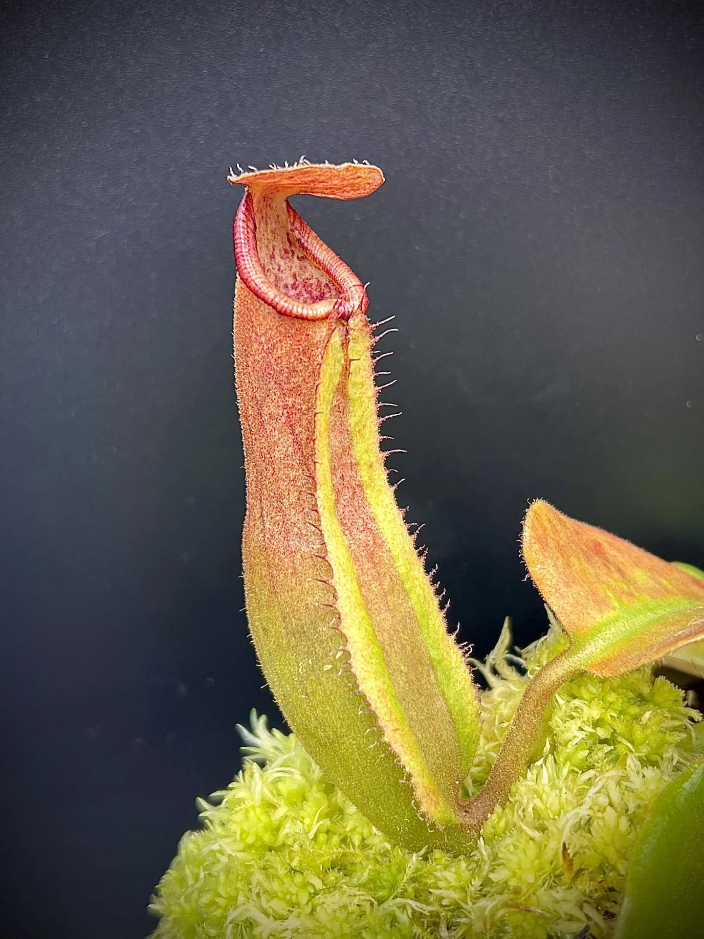 Nepenthes truncata G (Mindanao, Philippines) 大森食虫植物農園