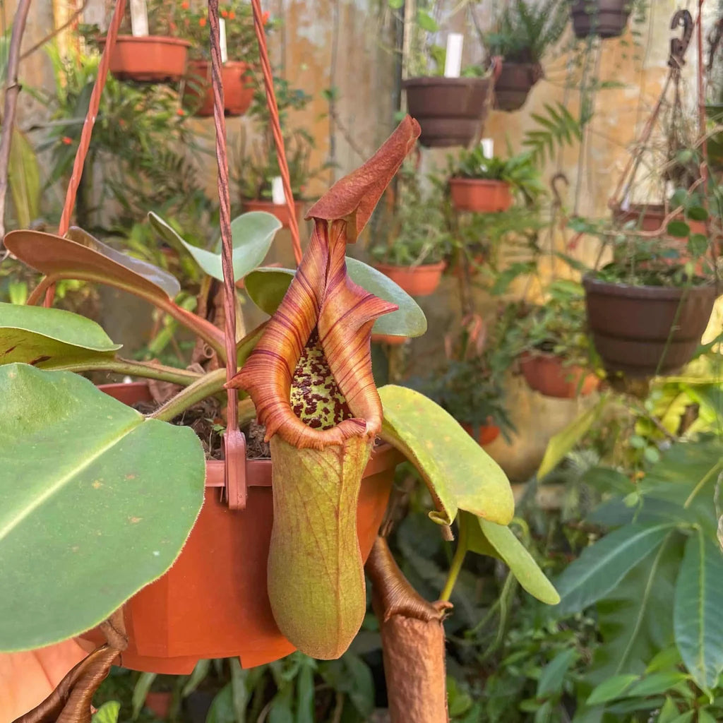 Nepenthes truncata Highland Red, Philippines 大森食虫植物農園