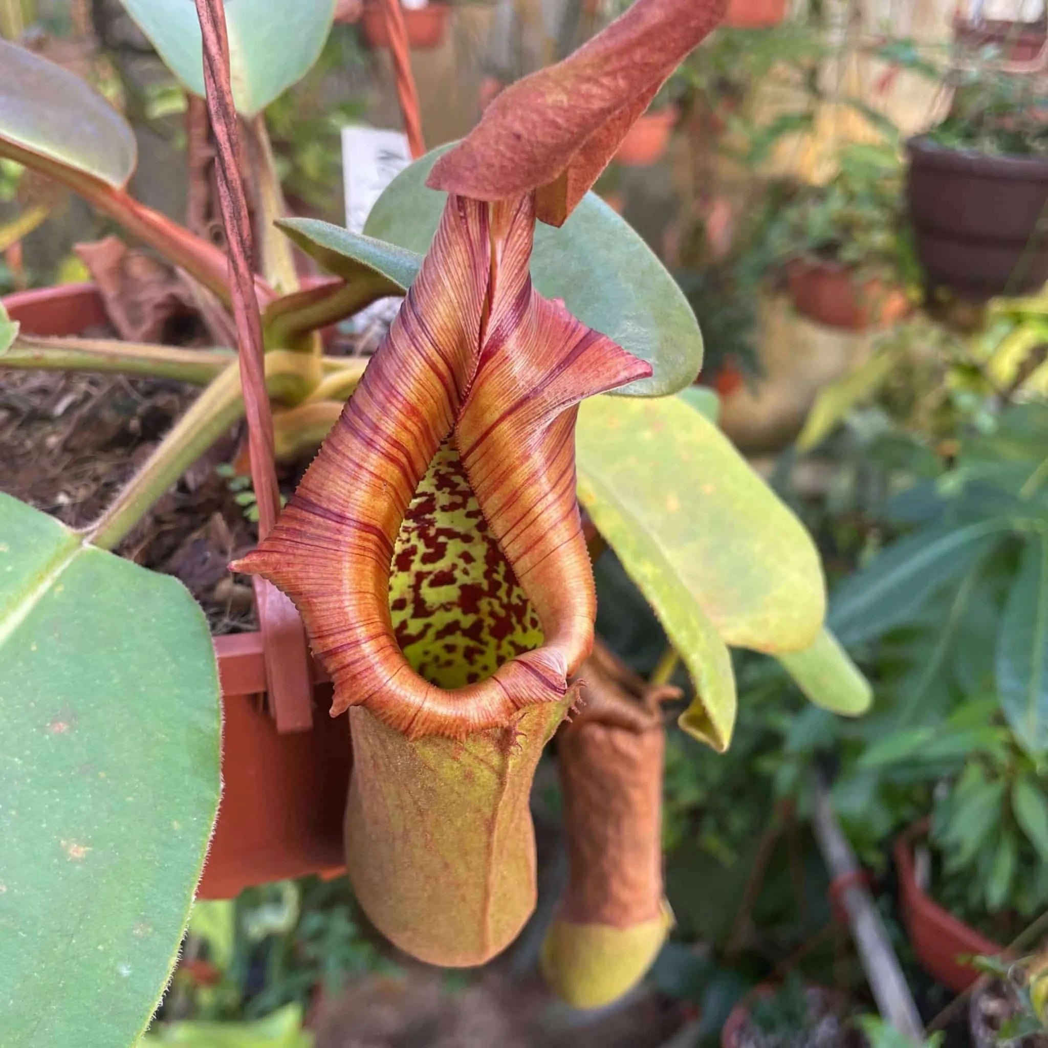 Nepenthes truncata Highland Red, Philippines 大森食虫植物農園