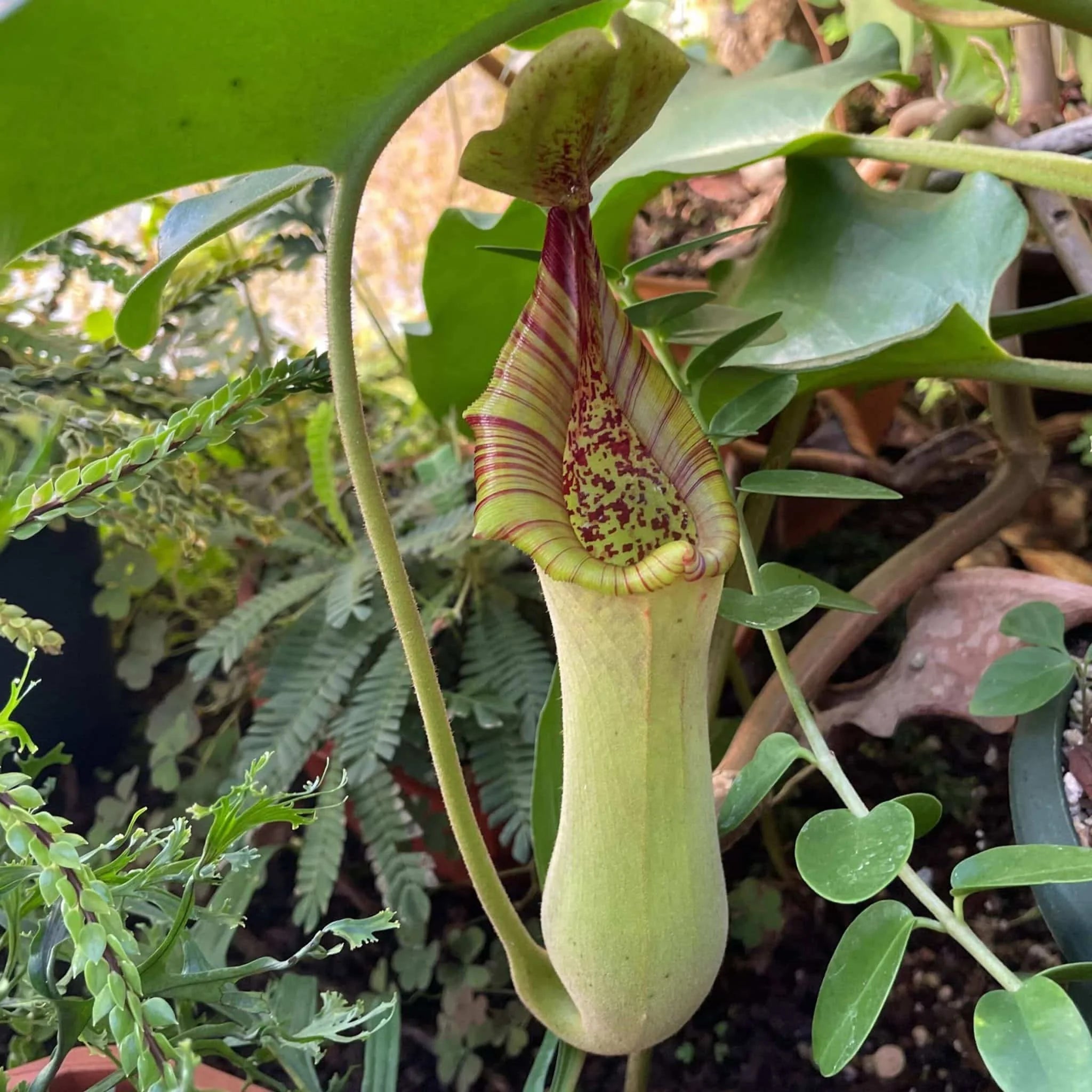 Nepenthes truncata, 6-8 cm 大森食虫植物農園