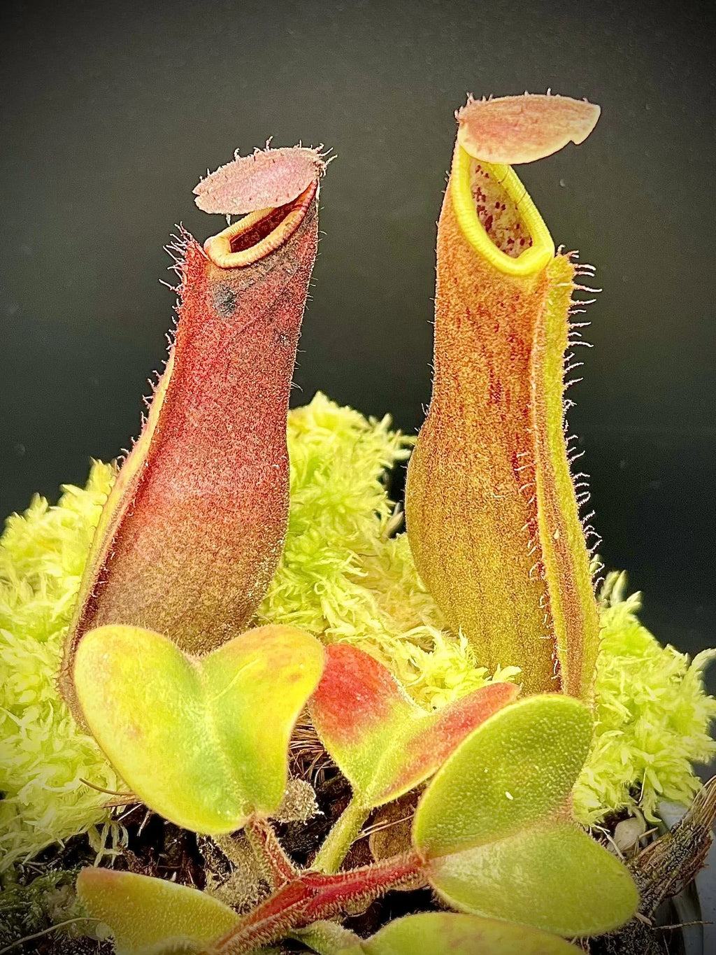 Nepenthes truncata (Dinagat, Philippines) 大森食虫植物農園