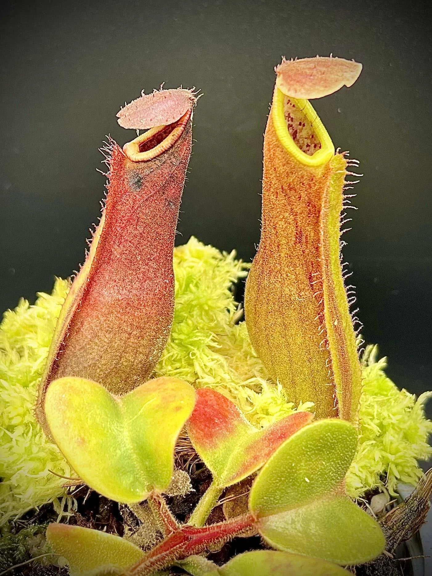 Nepenthes truncata (Dinagat, Philippines) 大森食虫植物農園