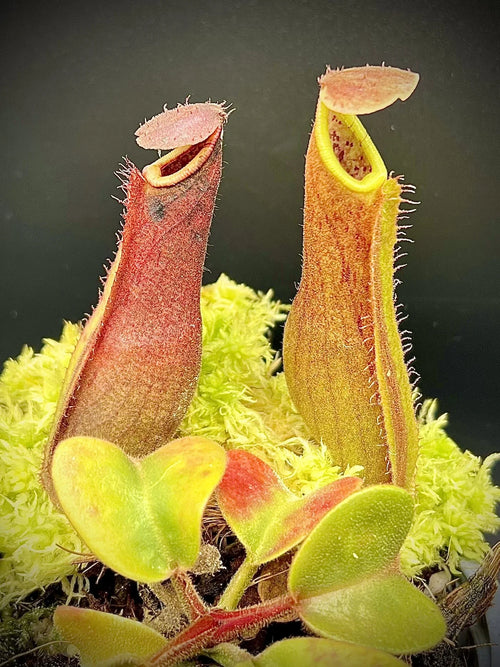 Nepenthes truncata (Dinagat, Philippines) 大森食虫植物農園