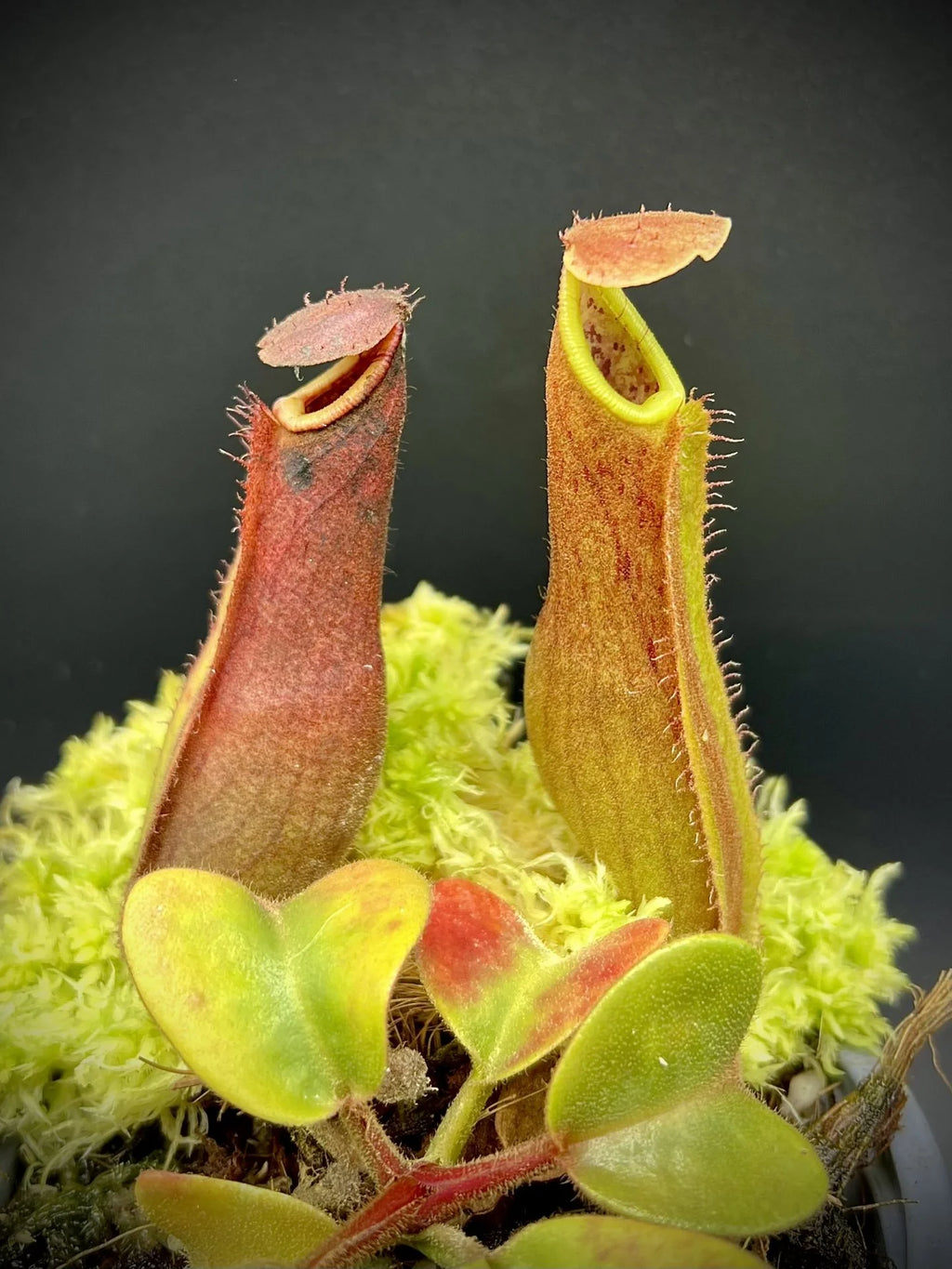 Nepenthes truncata (Dinagat, Philippines) 大森食虫植物農園