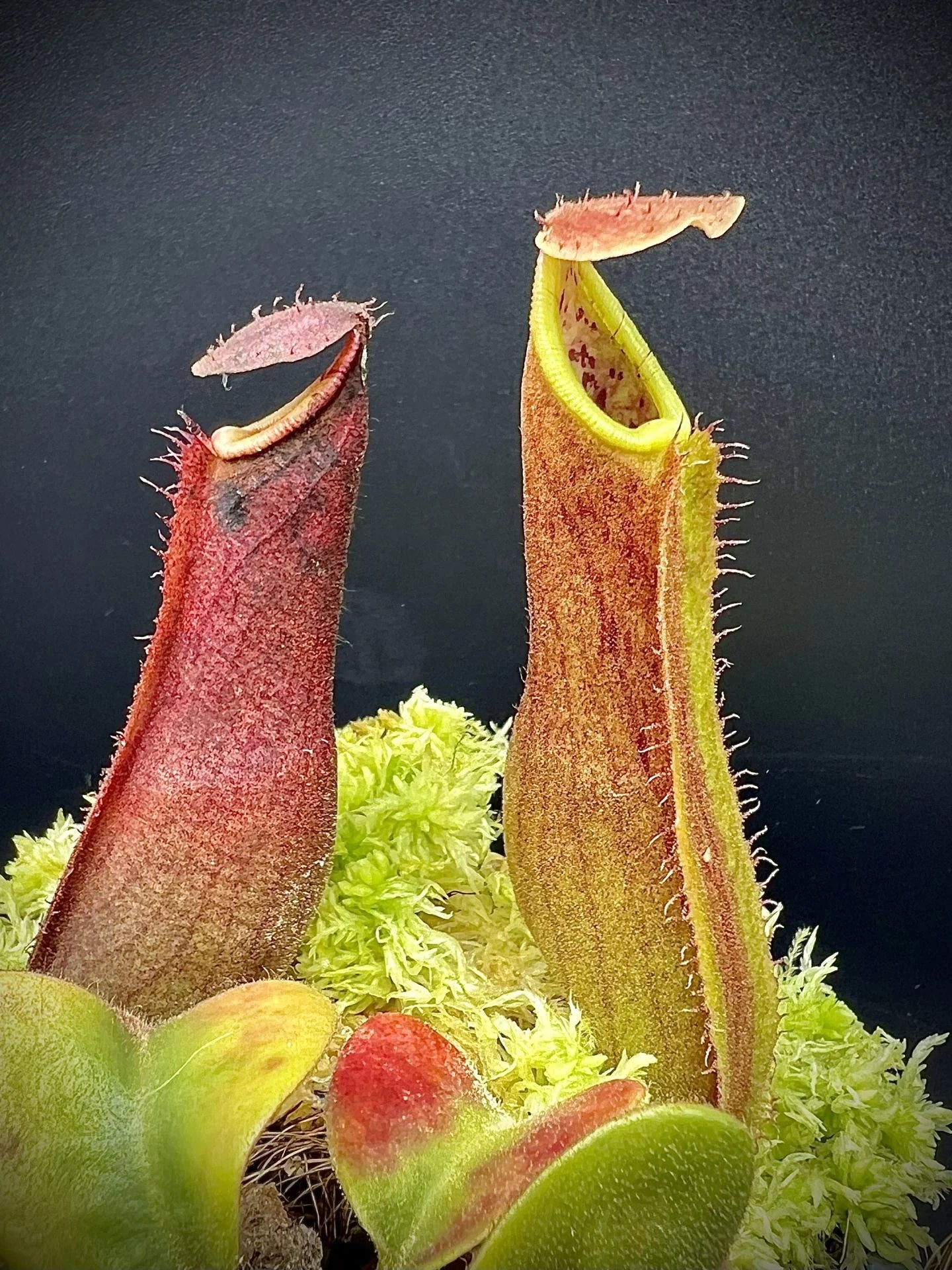 Nepenthes truncata (Dinagat, Philippines) 大森食虫植物農園