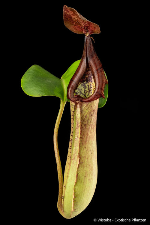 Nepenthes truncata (Mindanao, Philippines) 大森食虫植物農園