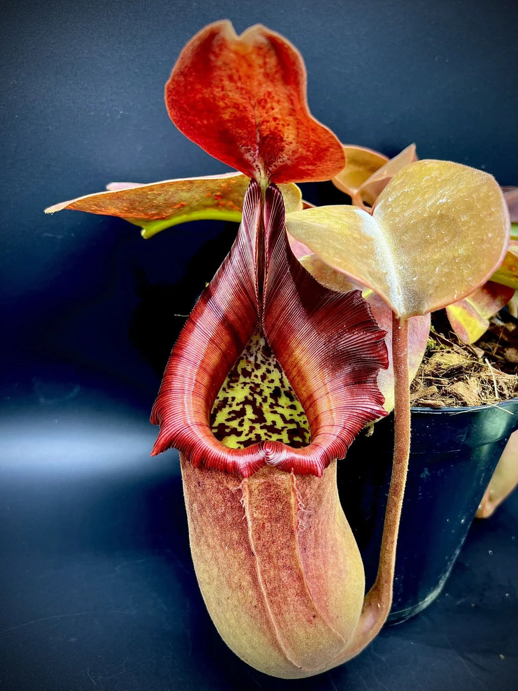 Nepenthes truncata (Mt. Malimumu, Philippines) 大森食虫植物農園