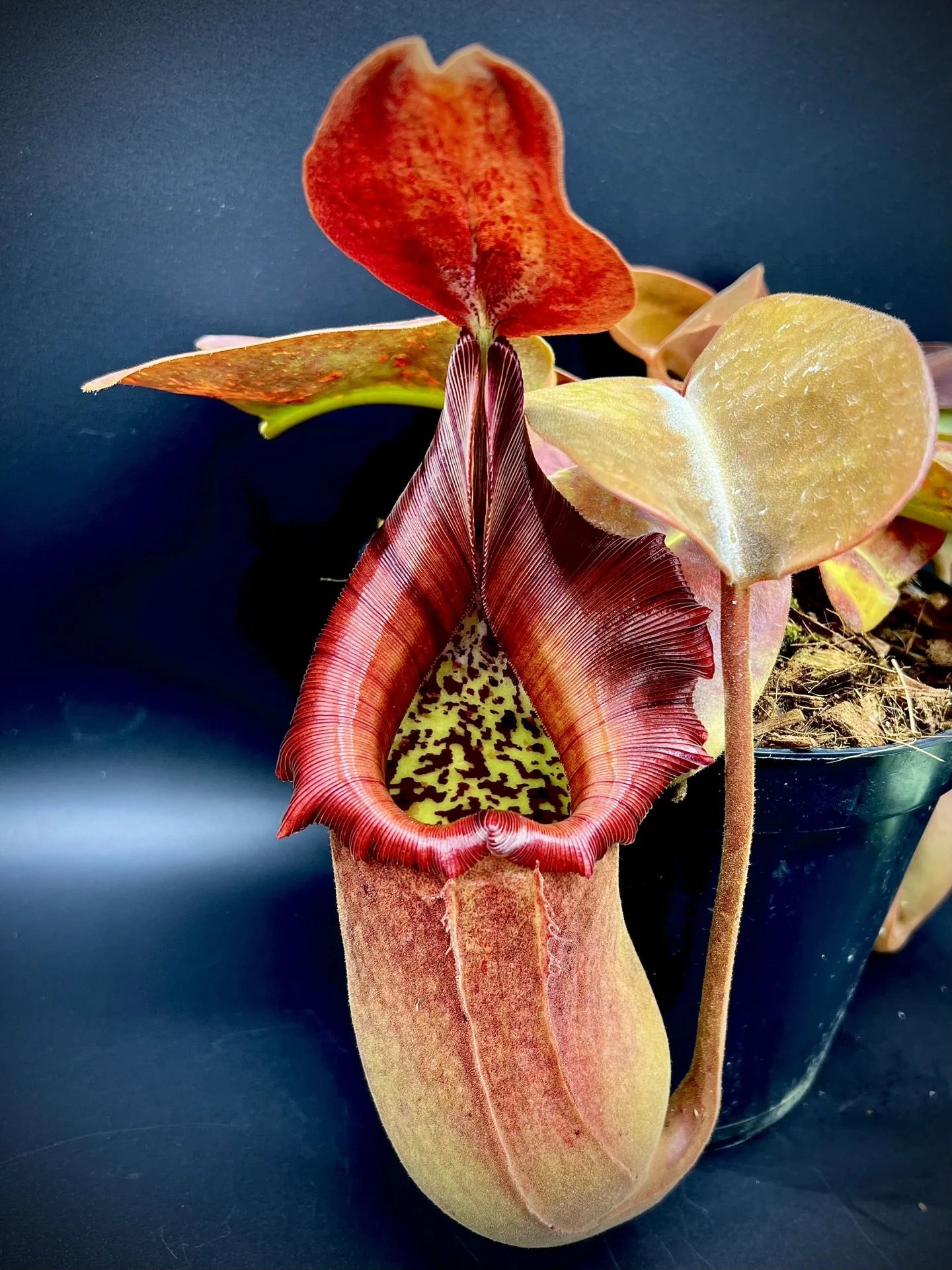 Nepenthes truncata (Mt. Malimumu, Philippines) 大森食虫植物農園