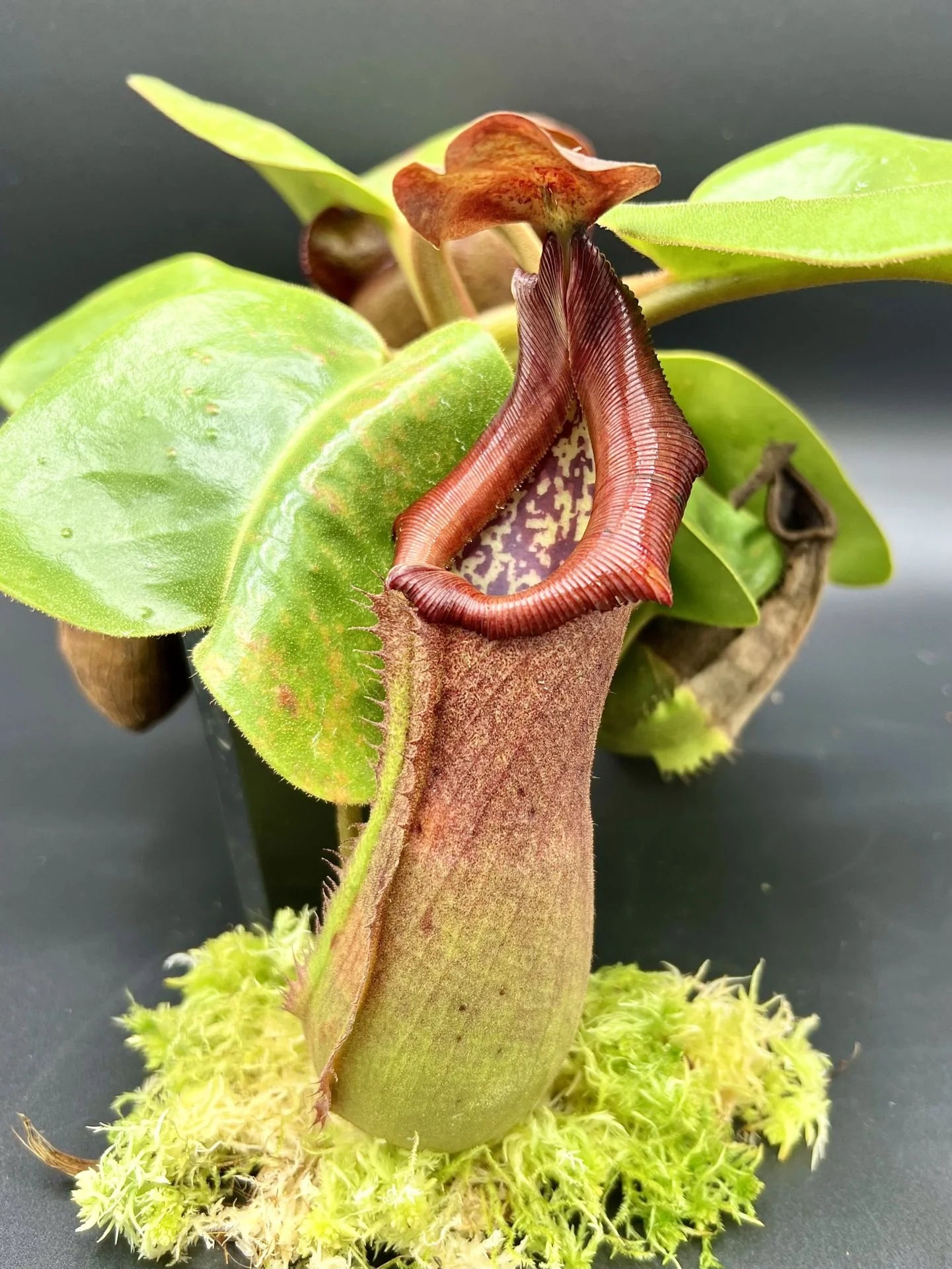 Nepenthes truncata (Mt. Malimumu, Philippines) 大森食虫植物農園