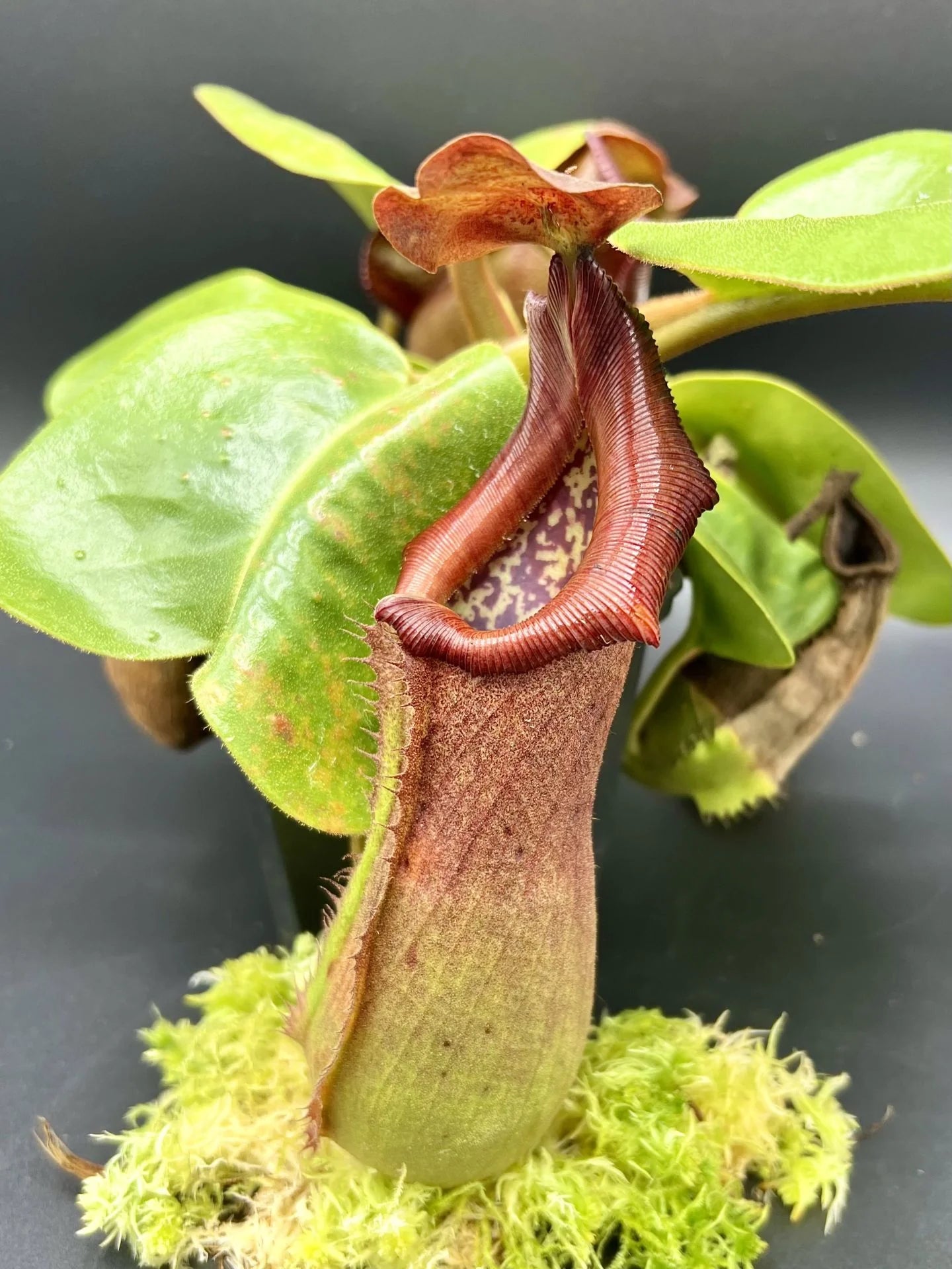 Nepenthes truncata (Mt. Malimumu, Philippines) 大森食虫植物農園