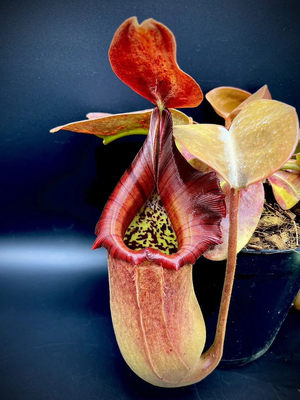 Nepenthes truncata (Mt. Malimumu, Philippines) 大森食虫植物農園