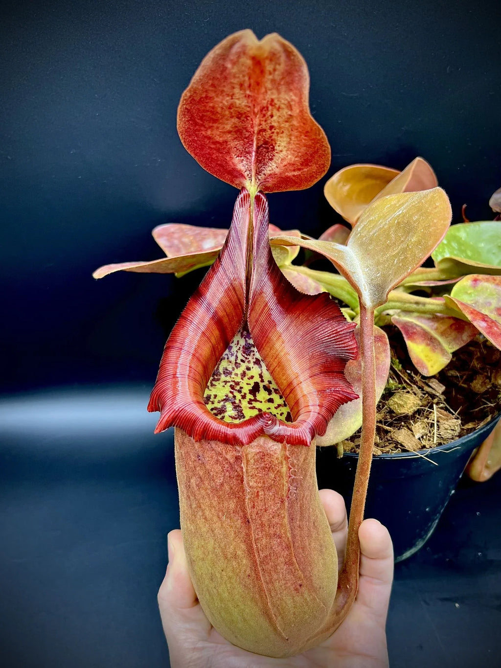 Nepenthes truncata (Mt. Malimumu, Philippines) 大森食虫植物農園