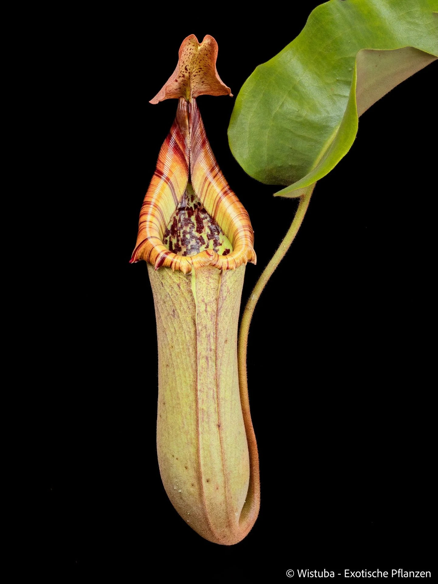 Nepenthes truncata (highland - reddish leaves) 大森食虫植物農園