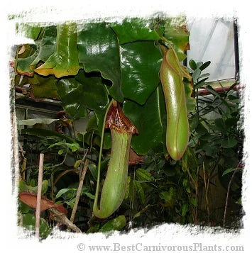 Nepenthes truncata {lowland} [BCP ID# N283, 2661] / 1株の苗, 1-3 cm 大森食虫植物農園