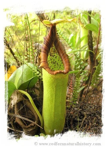 Nepenthes truncata {lowland} [BCP ID# N283, 2661] / 1株の苗, 1-3 cm 大森食虫植物農園