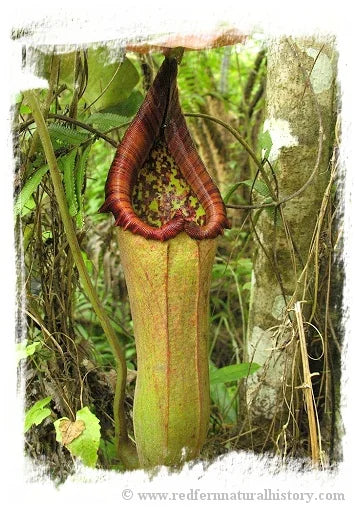 Nepenthes truncata {lowland} [BCP ID# N283, 2661] / 1株の苗, 1-3 cm 大森食虫植物農園