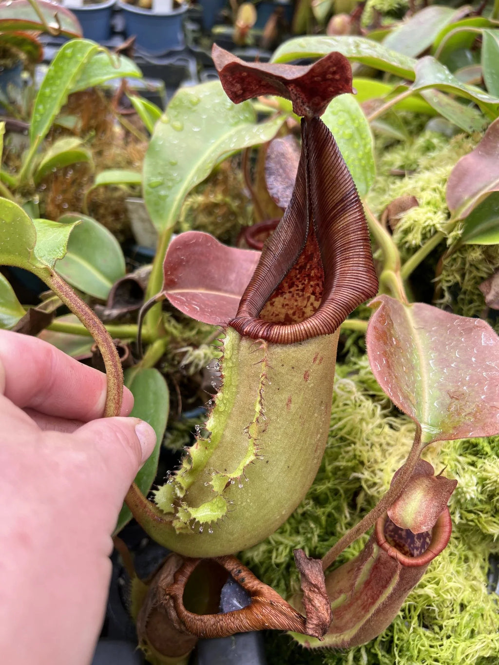 Nepenthes truncata x (ephippiata x maxima) 大森食虫植物農園