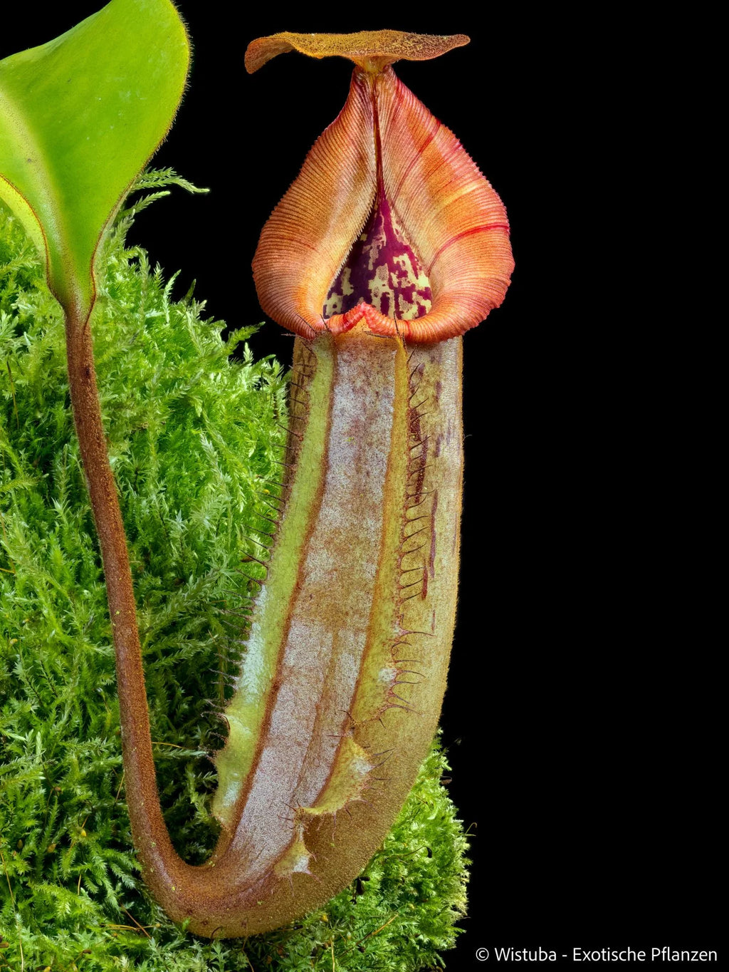 Nepenthes truncata x (ephippiata x maxima) 大森食虫植物農園