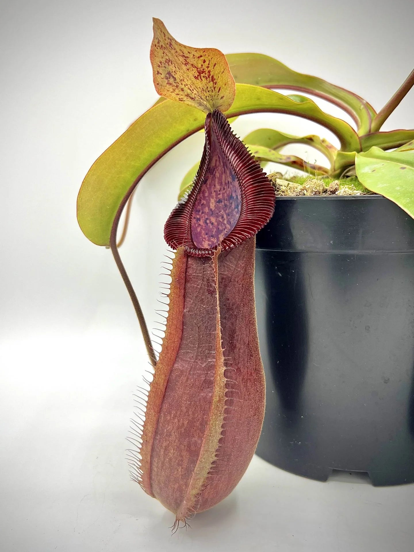 Nepenthes truncata x diabolica 大森食虫植物農園