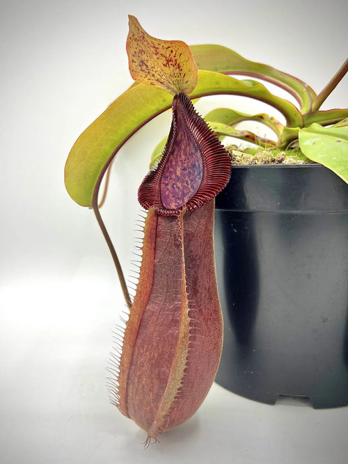 Nepenthes truncata x diabolica 大森食虫植物農園