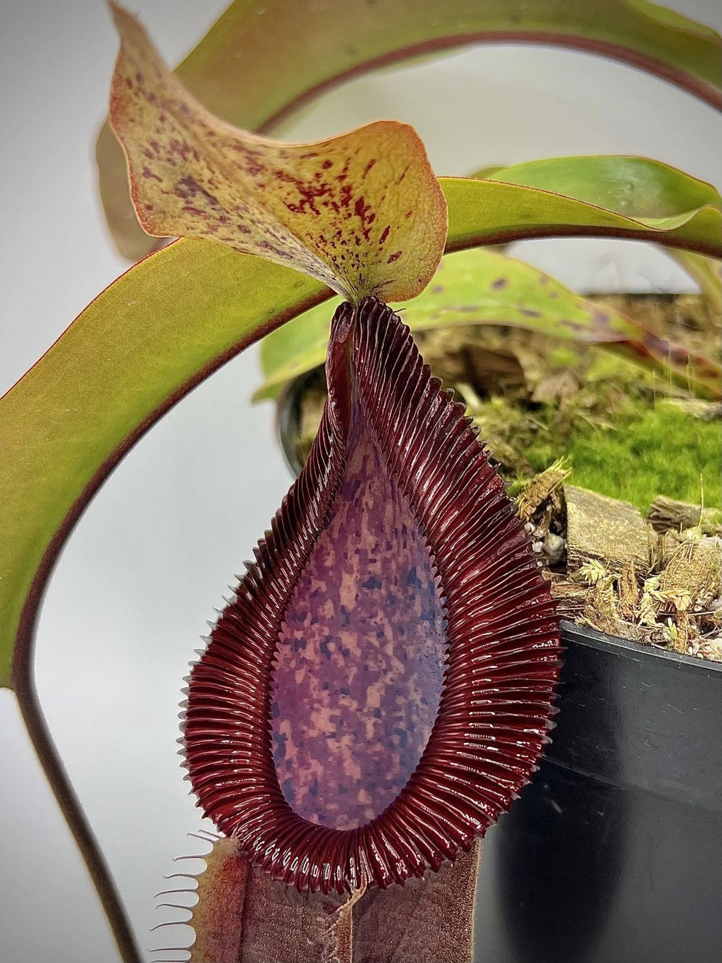 Nepenthes truncata x diabolica 大森食虫植物農園