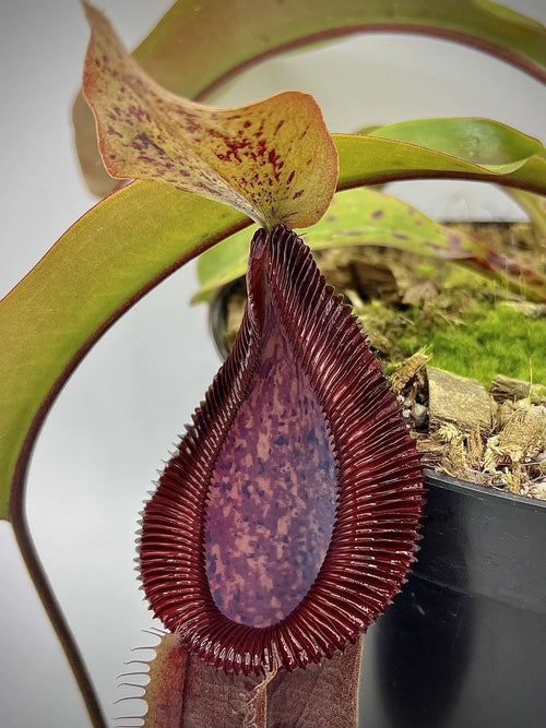 Nepenthes truncata x diabolica 大森食虫植物農園