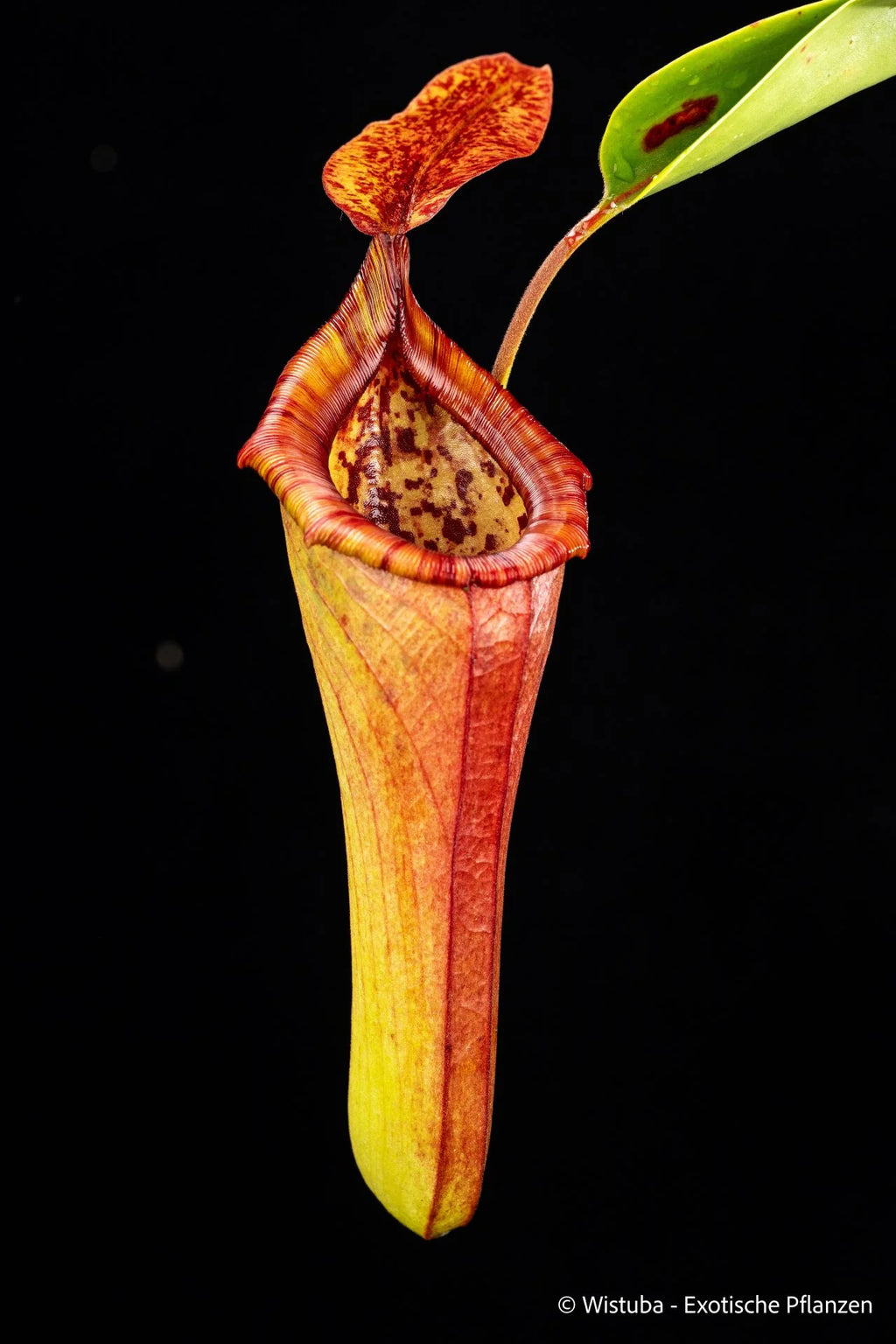 Nepenthes truncata x dubia 大森食虫植物農園