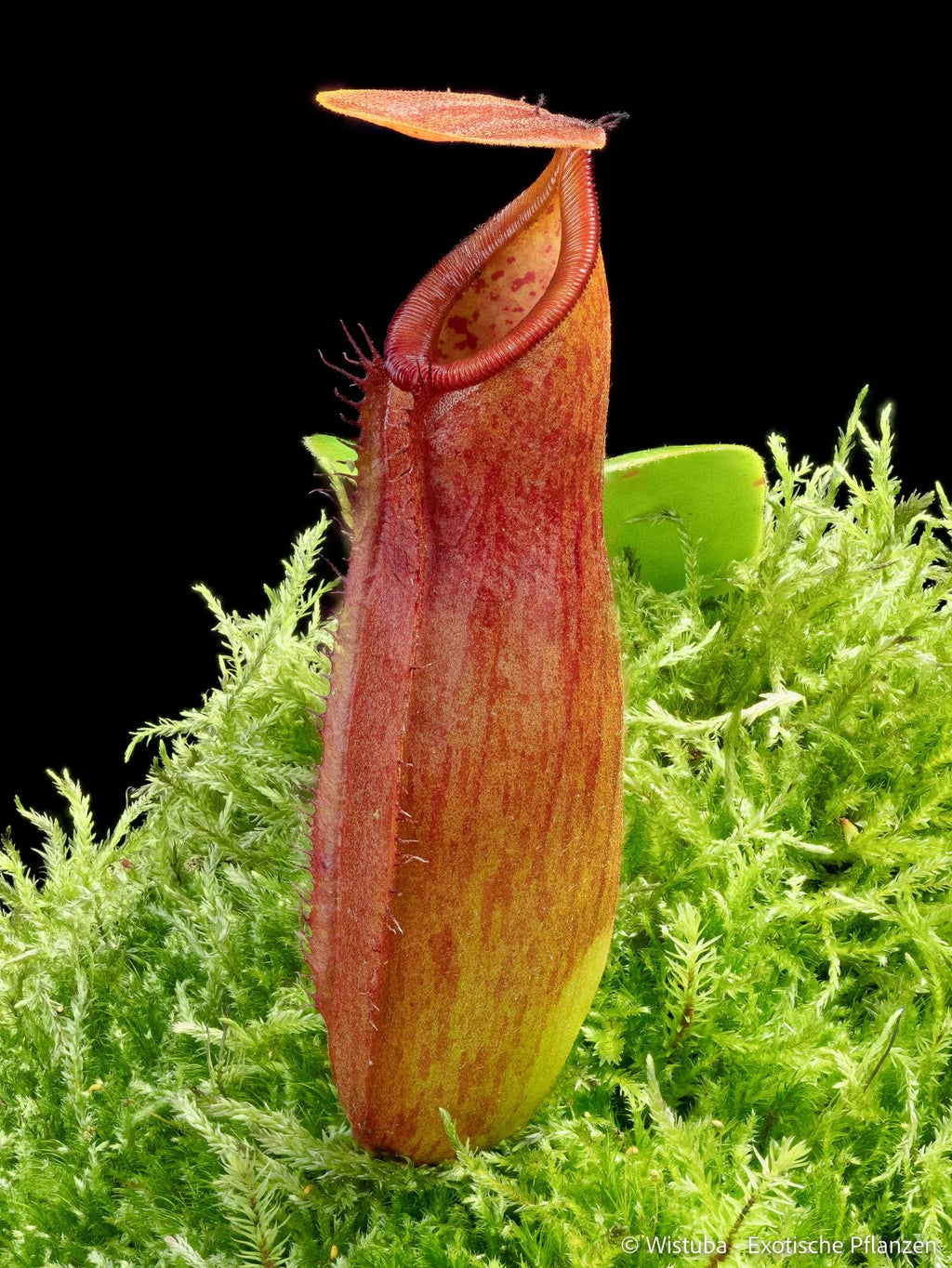 Nepenthes truncata x dubia 大森食虫植物農園