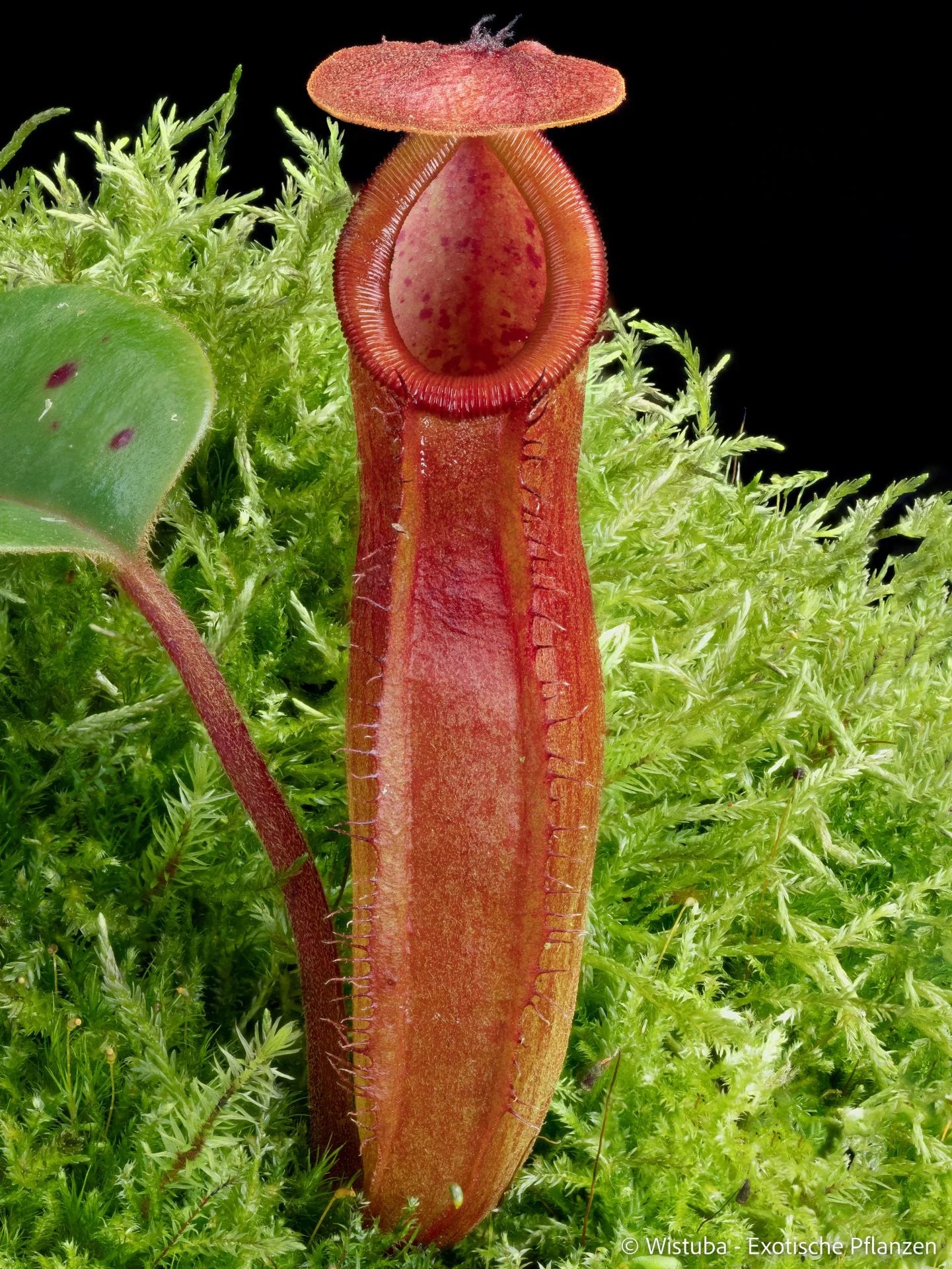 Nepenthes truncata x dubia 大森食虫植物農園