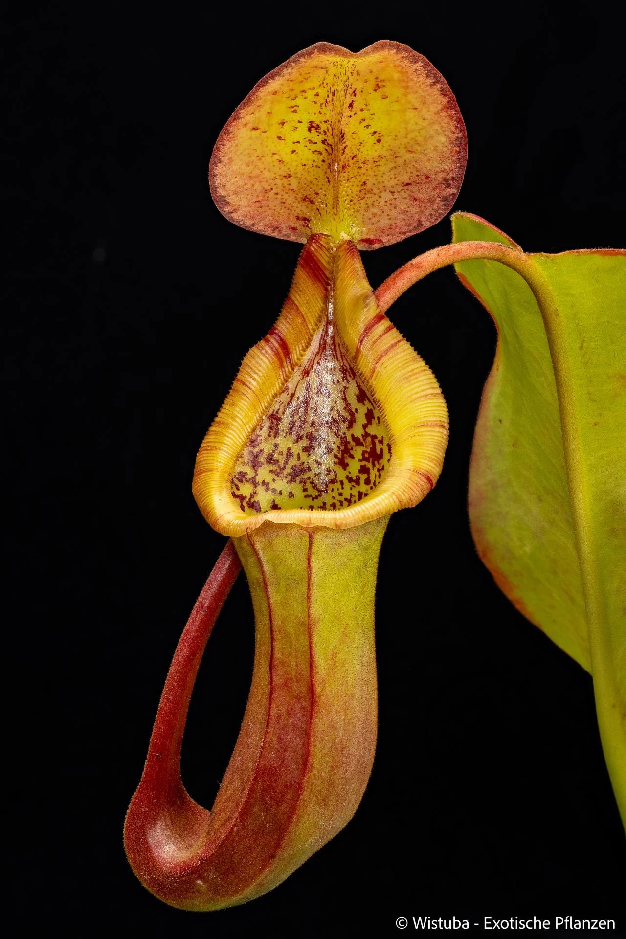 Nepenthes truncata x ephippiata (EP) 大森食虫植物農園