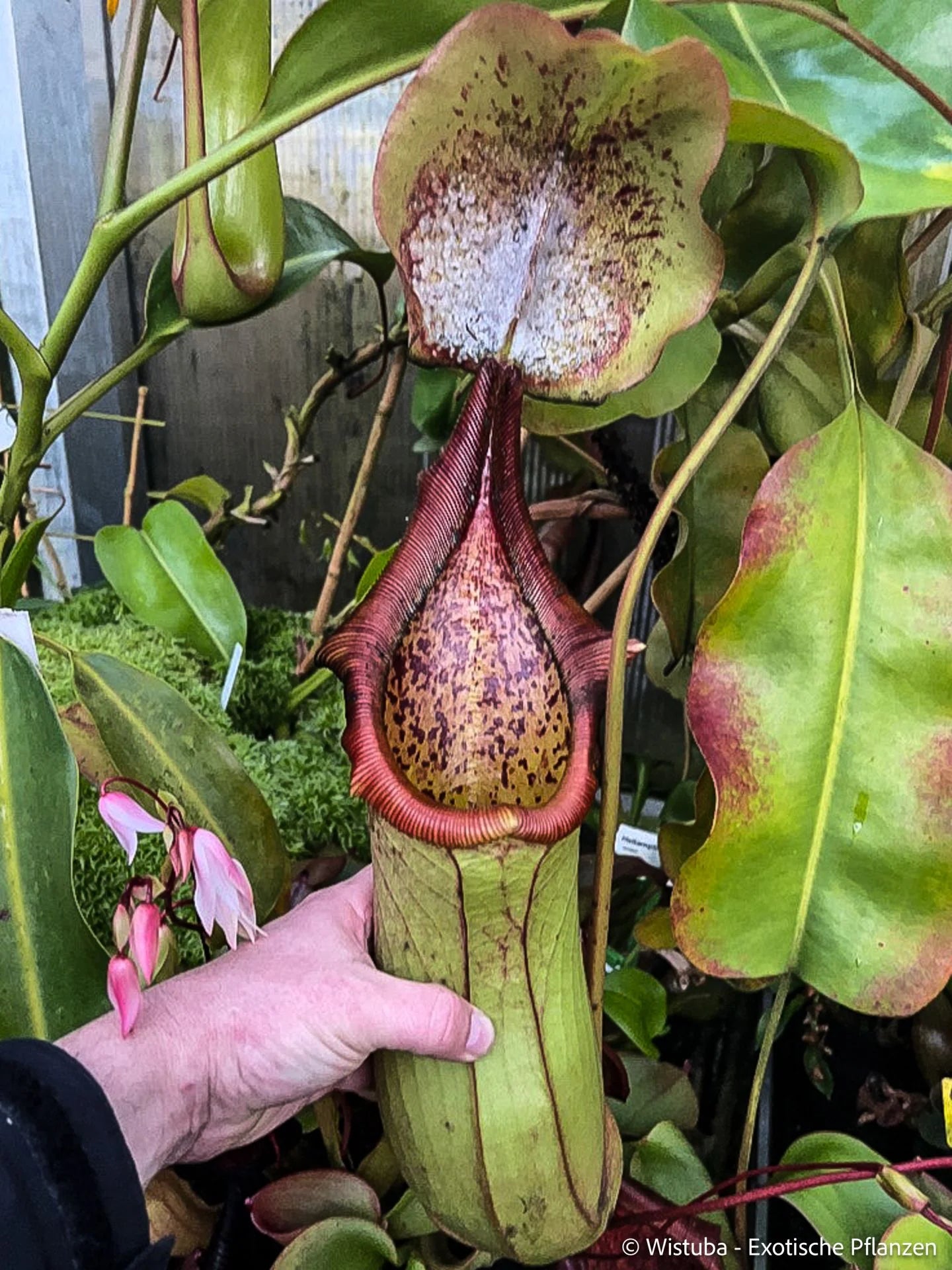 Nepenthes truncata x ephippiata (EP) 大森食虫植物農園
