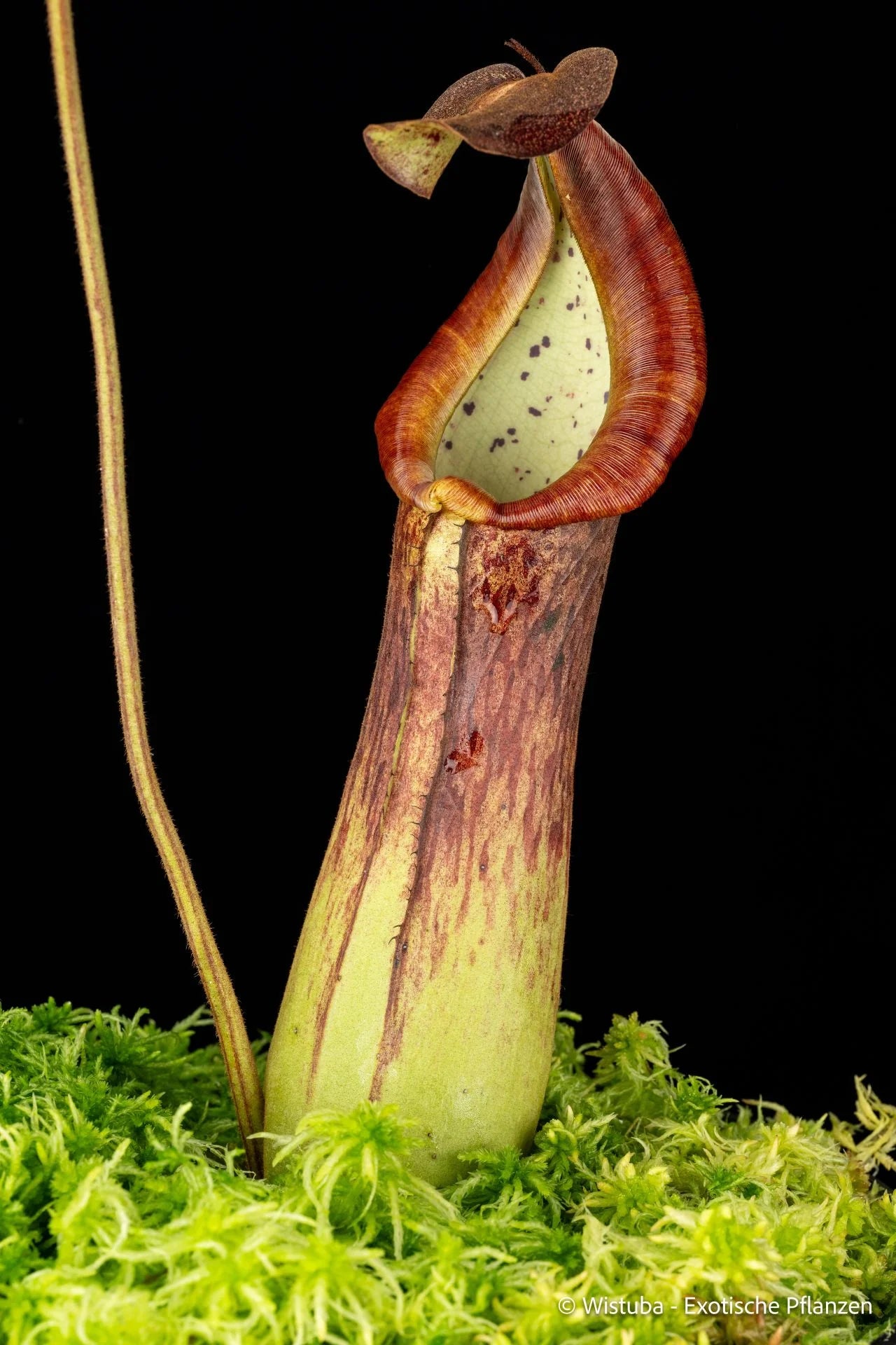 Nepenthes truncata x hamiguitanensis 大森食虫植物農園