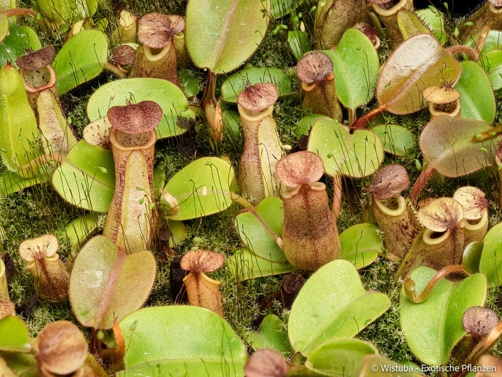 Nepenthes truncata x hamiguitanensis 大森食虫植物農園