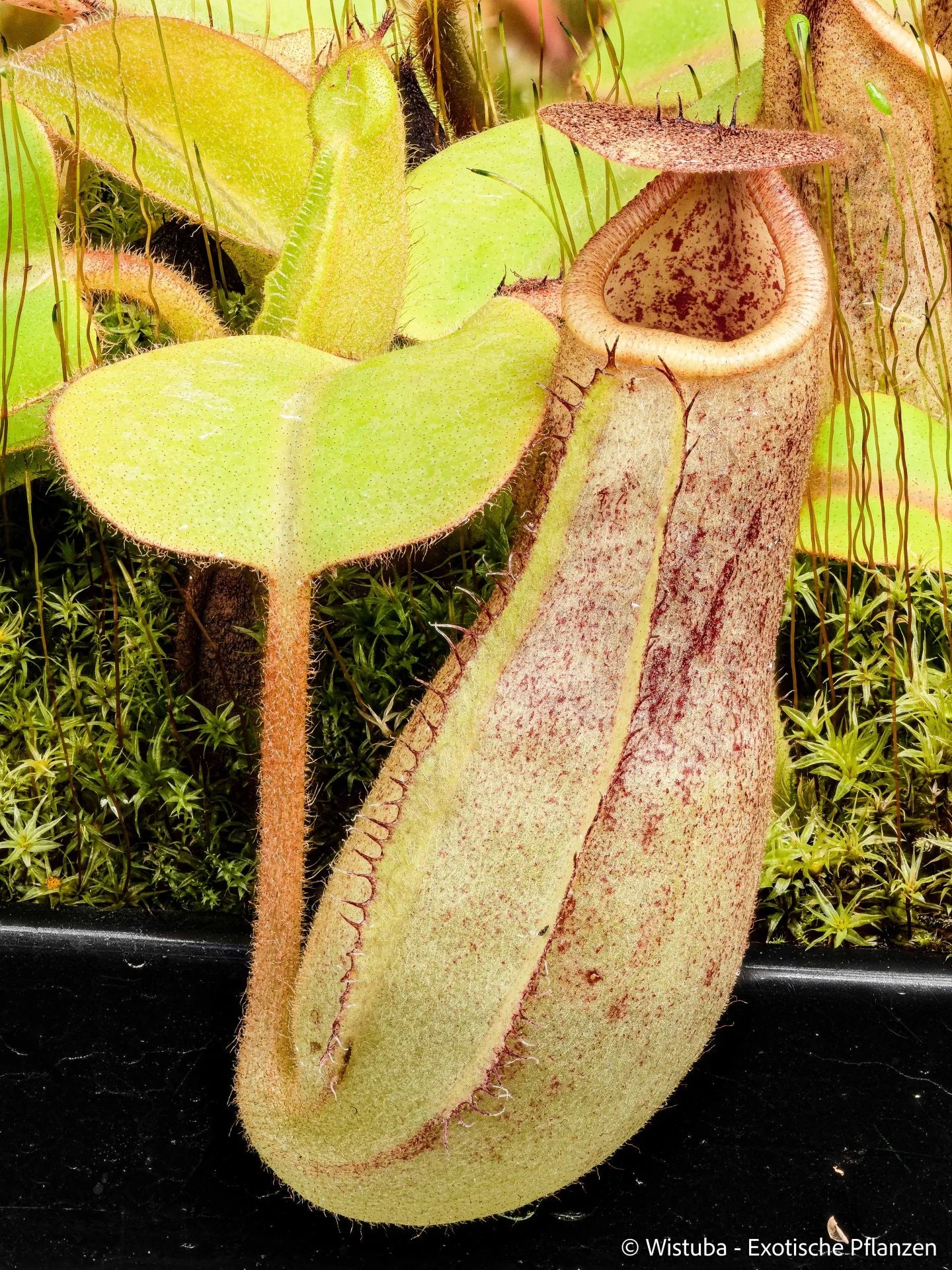 Nepenthes truncata x hamiguitanensis 大森食虫植物農園