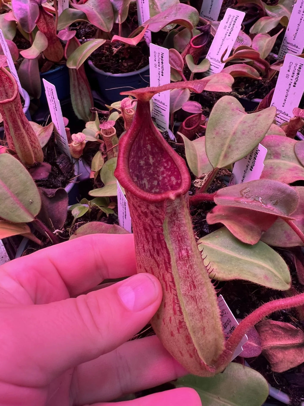 Nepenthes truncata x hamiguitanensis 大森食虫植物農園