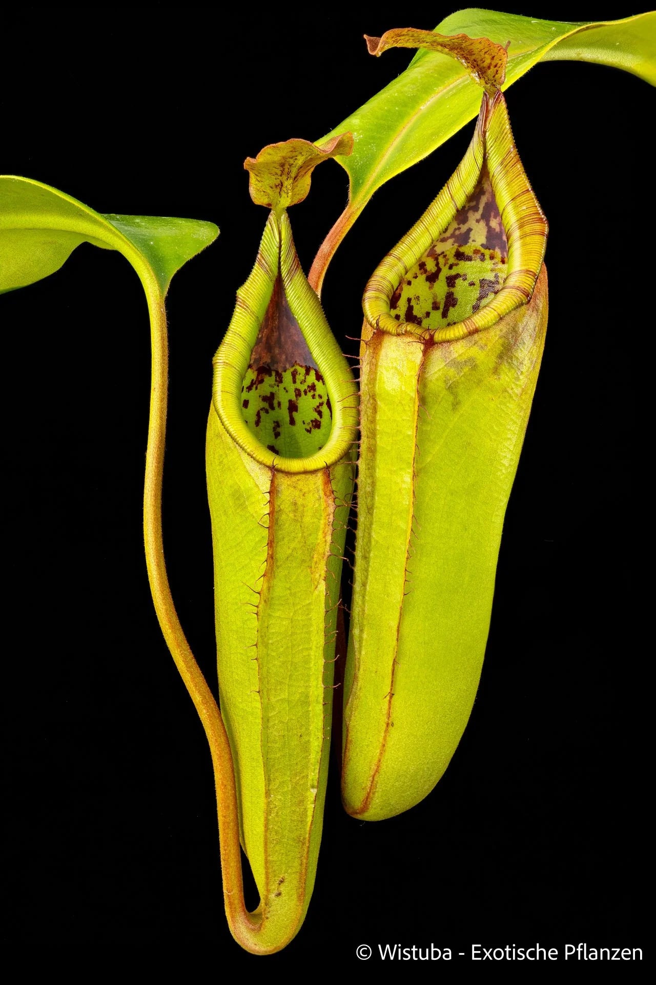 Nepenthes truncata x inermis 大森食虫植物農園