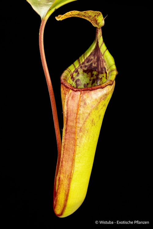 Nepenthes truncata x inermis 大森食虫植物農園