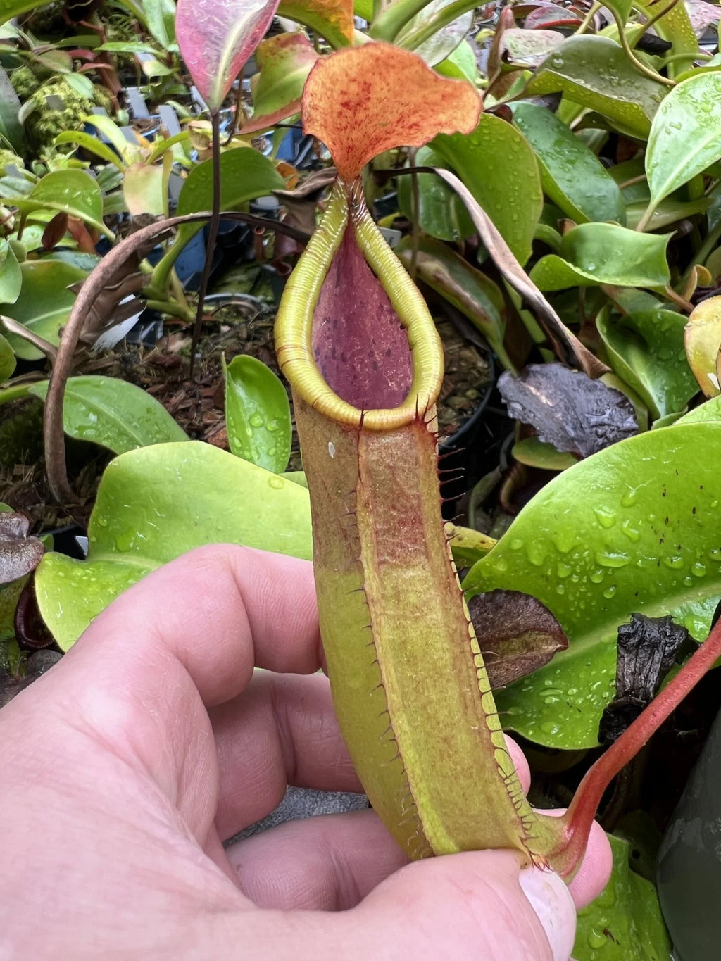 Nepenthes truncata x inermis 大森食虫植物農園
