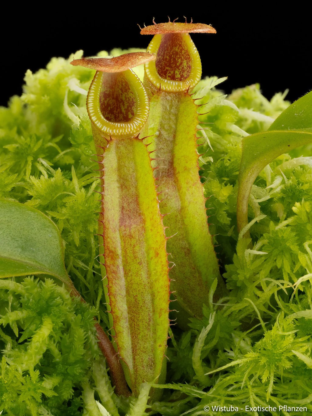 Nepenthes truncata x inermis 大森食虫植物農園