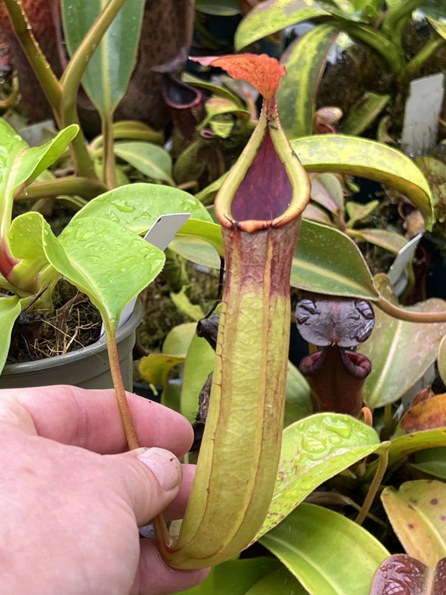 Nepenthes truncata x inermis 大森食虫植物農園