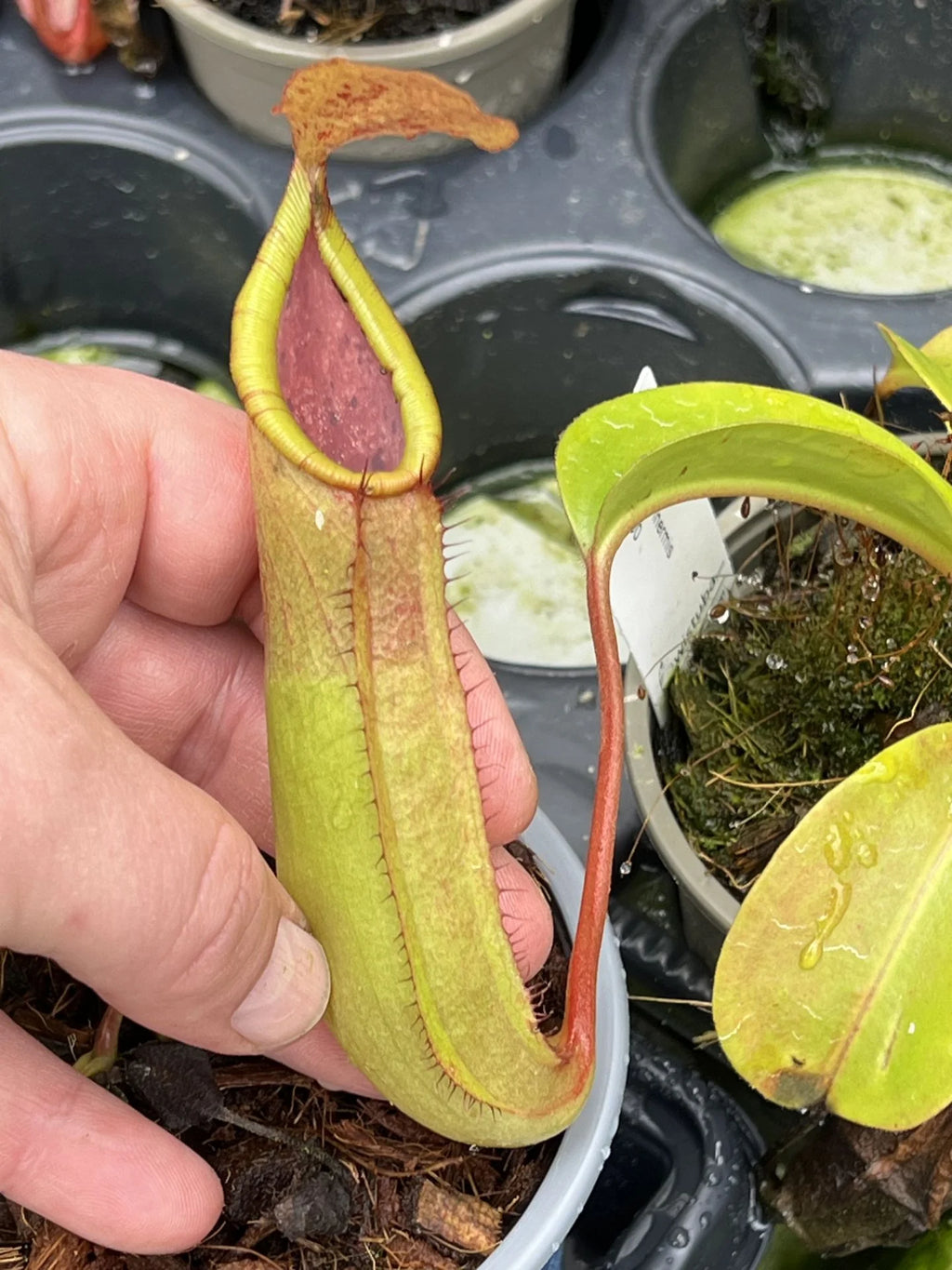 Nepenthes truncata x inermis 大森食虫植物農園