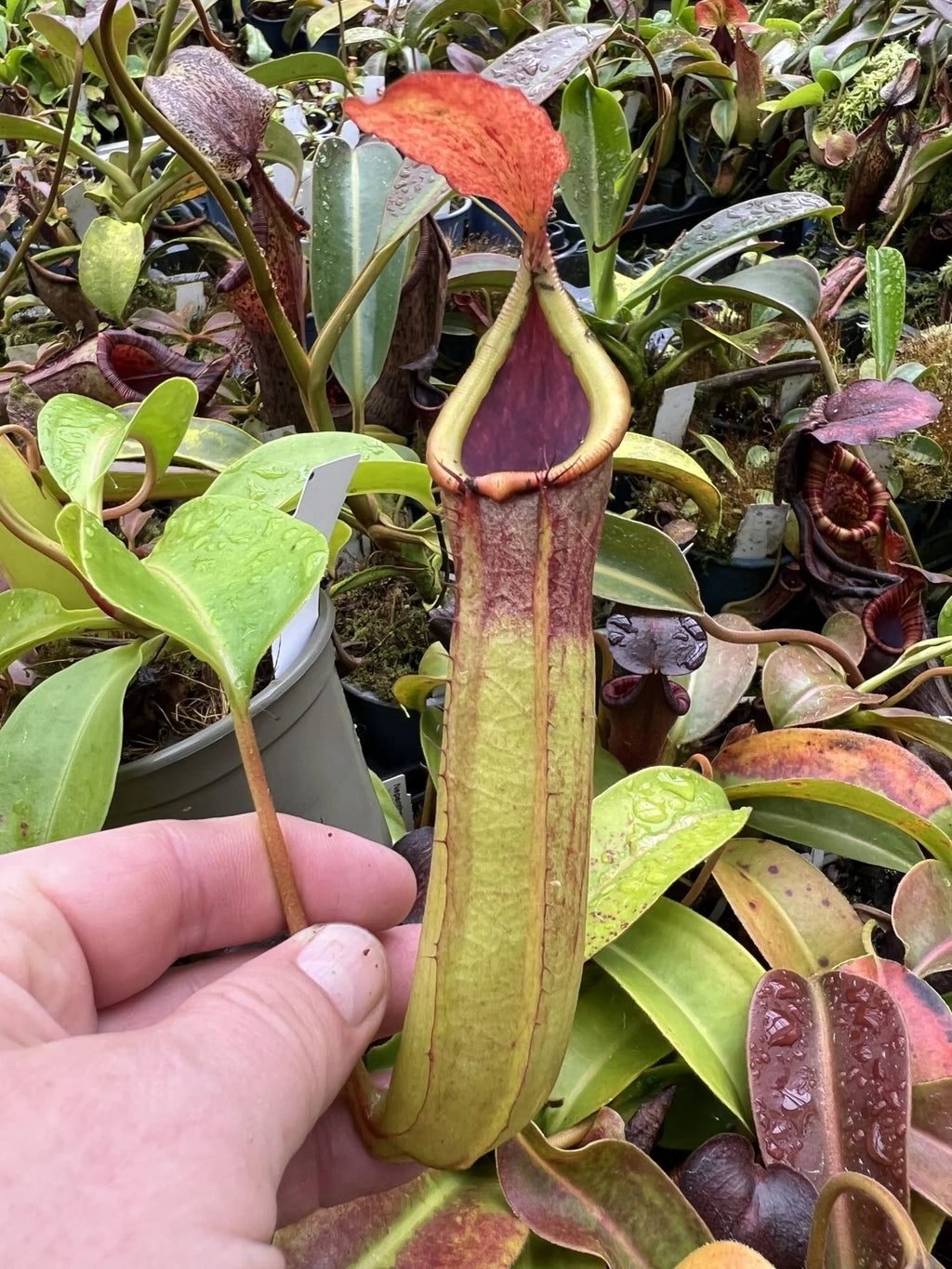 Nepenthes truncata x inermis 大森食虫植物農園