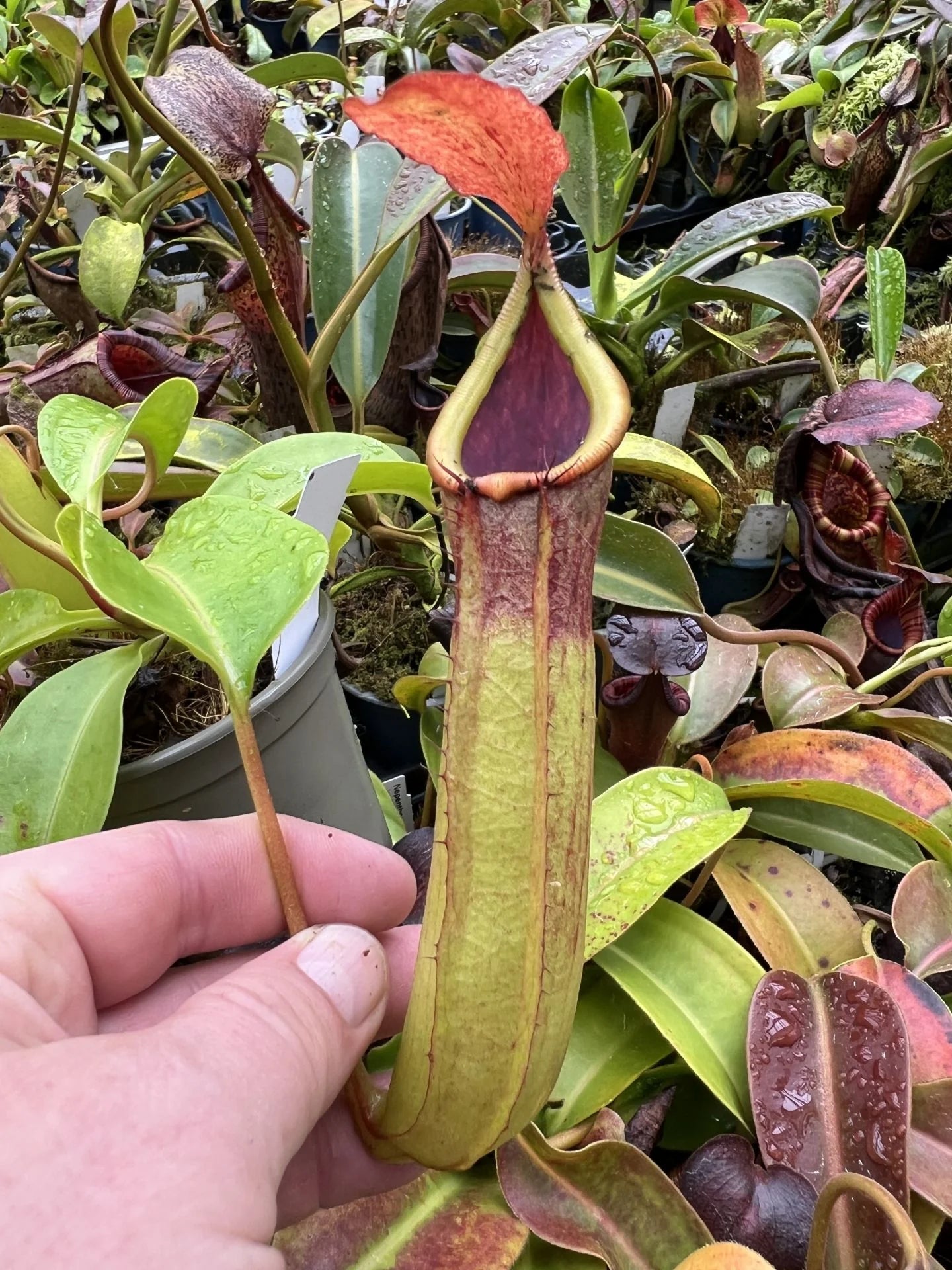 Nepenthes truncata x inermis 大森食虫植物農園