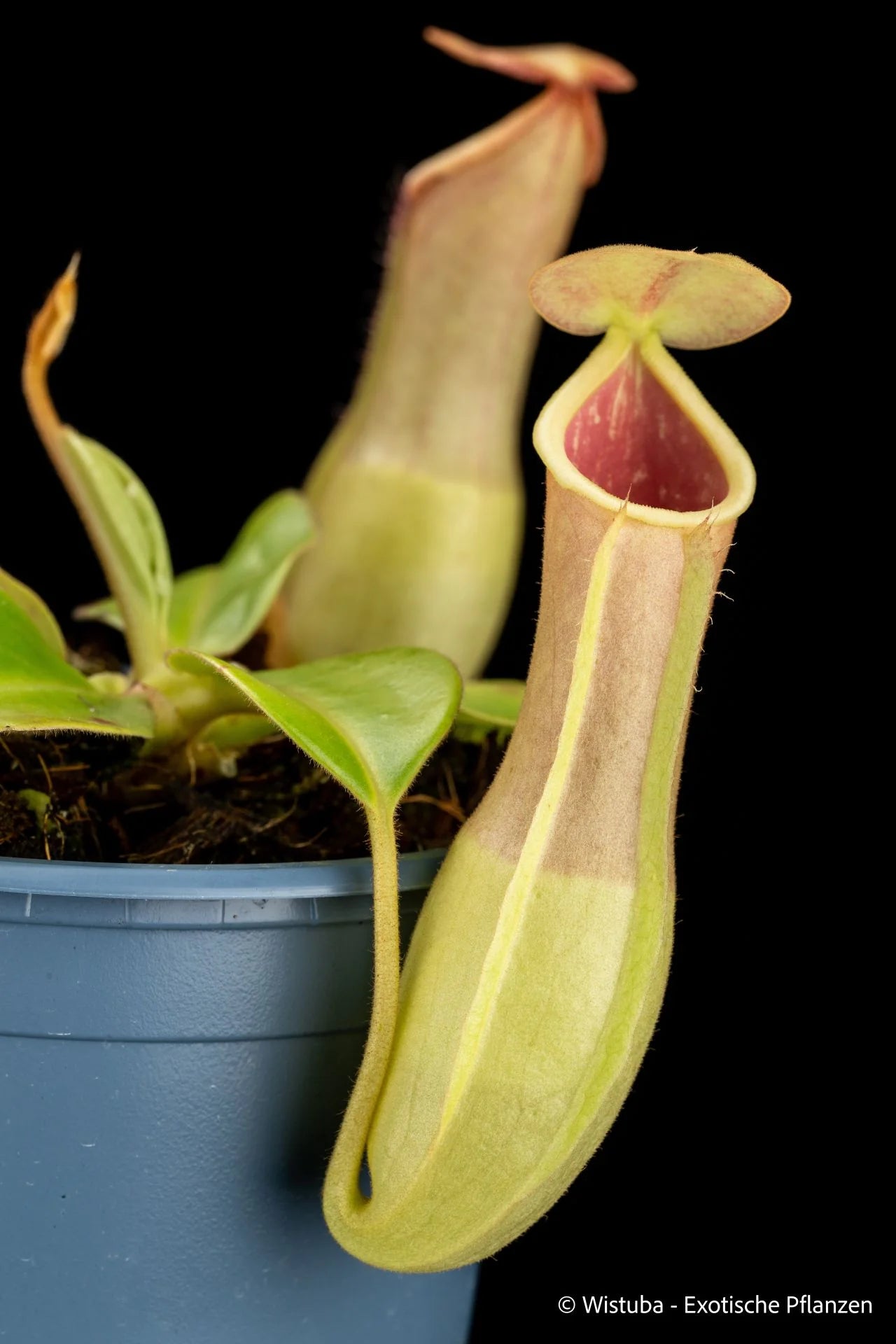 Nepenthes truncata x khasiana 大森食虫植物農園