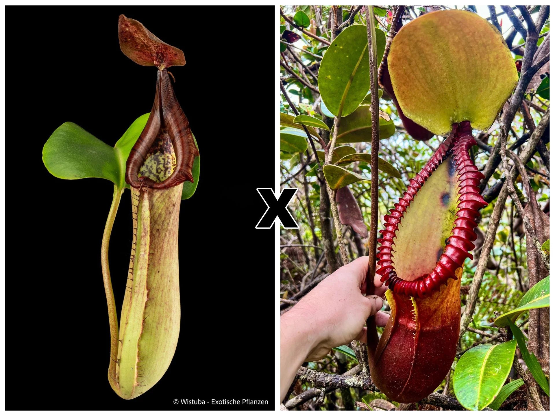 Nepenthes truncata x macrophylla 大森食虫植物農園